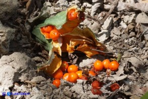 Chamaeiris foetidissima (Giaggiolo puzzolente): capsula e semi