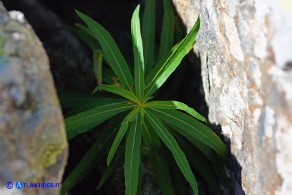 Chamaenerion (Epilobium) angustifolium (Garofanino maggiore, Epilobio maggiore)