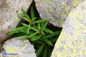 Chamaenerion (Epilobium) angustifolium (Garofanino maggiore, Epilobio maggiore)