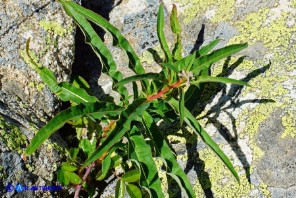 Chamaenerion (Epilobium) angustifolium (Garofanino maggiore, Epilobio maggiore)