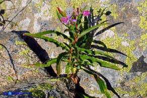 Chamaenerion (Epilobium) angustifolium (Garofanino maggiore, Epilobio maggiore)
