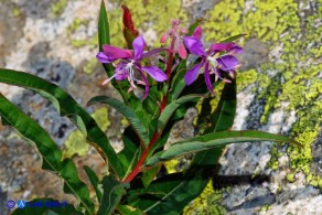Chamaenerion (Epilobium) angustifolium (Garofanino maggiore, Epilobio maggiore)