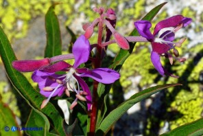 Chamaenerion (Epilobium) angustifolium (Garofanino maggiore, Epilobio maggiore)