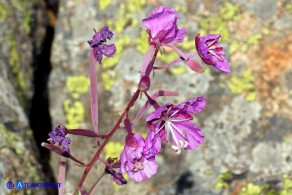 Chamaenerion (Epilobium) angustifolium (Garofanino maggiore, Epilobio maggiore)