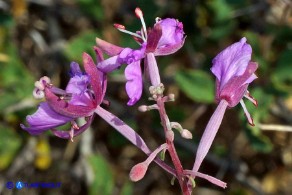 Chamaenerion (Epilobium) angustifolium (Garofanino maggiore, Epilobio maggiore)