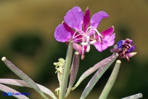 Chamaenerion (Epilobium) angustifolium (Garofanino maggiore, Epilobio maggiore)