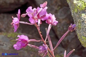 Chamaenerion (Epilobium) angustifolium (Garofanino maggiore, Epilobio maggiore)