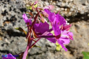 Chamaenerion (Epilobium) angustifolium (Garofanino maggiore, Epilobio maggiore)
