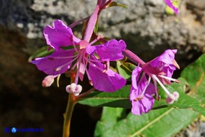 Chamaenerion (Epilobium) angustifolium (Garofanino maggiore, Epilobio maggiore)