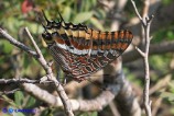Charaxes jasius (Giasone)