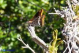 Charaxes jasius (Giasone)