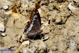 Charaxes jasius (Giasone)