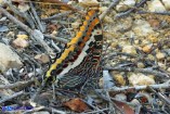 Charaxes jasius (Giasone)
