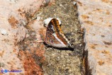 Charaxes jasius (Giasone)
