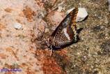 Charaxes jasius (Giasone)