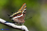 Charaxes jasius (Giasone)