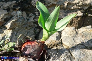 Charybdis numidica (Scilla numidica)