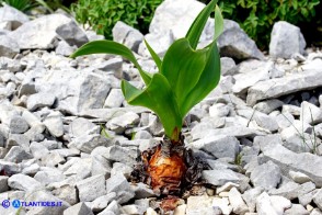 Charybdis numidica (Scilla numidica)