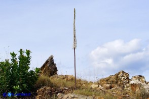 Charybdis numidica (Scilla numidica)