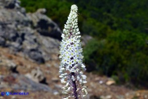 Charybdis numidica (Scilla numidica)