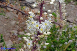 Charybdis numidica (Scilla numidica)