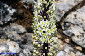 Charybdis numidica (Scilla numidica)