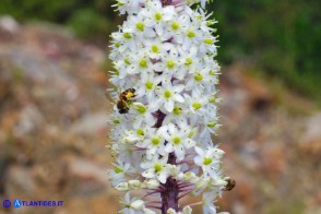 Charybdis numidica (Scilla numidica)