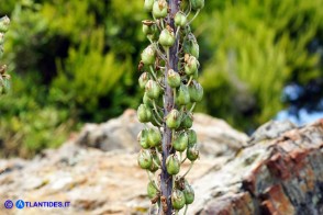 Charybdis numidica (Scilla numidica): i frutti in fase di maturazione
