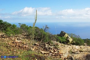 Charybdis pancration (Scilla marittima, Urginea marittima)