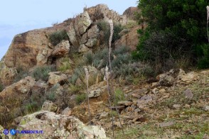 Charybdis pancration (Scilla marittima, Urginea marittima)