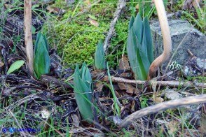 Charybdis pancration (Scilla marittima, Urginea marittima)