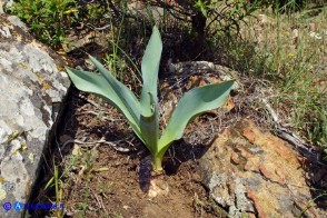 Charybdis pancration (Scilla marittima, Urginea marittima): il bulbo bianchiccio