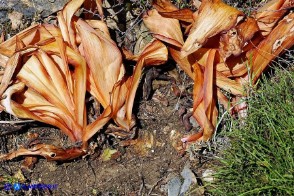 Charybdis pancration (Scilla marittima, Urginea marittima): i bulbi bianchicci