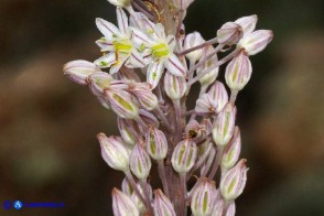 Charybdis pancration (Scilla marittima, Urginea marittima)