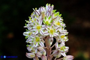 Charybdis pancration (Scilla marittima, Urginea marittima)