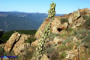 Charybdis pancration (Scilla marittima, Urginea marittima): le capsule mature