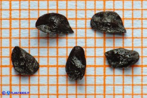 Charybdis pancration (Scilla marittima, Urginea marittima): i semi