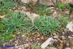 Charybdis undulata (Scilla ondulata)