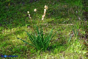 Charybdis undulata (Scilla ondulata) con i frutti maturi