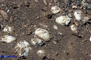 Charybdis undulata (Scilla ondulata): i bulbi