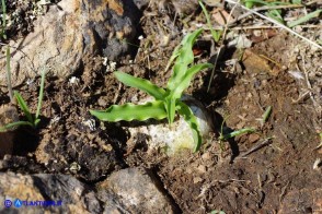 Charybdis undulata (Scilla ondulata): un bulbo