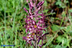 Charybdis undulata (Scilla ondulata)
