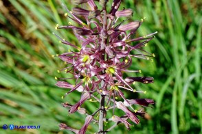 Charybdis undulata (Scilla ondulata)