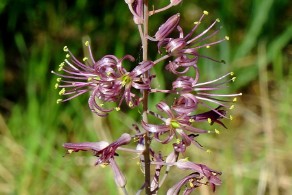Charybdis undulata (Scilla ondulata)