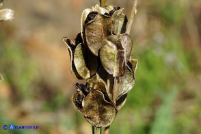 Charybdis undulata (Scilla ondulata): i frutti maturi