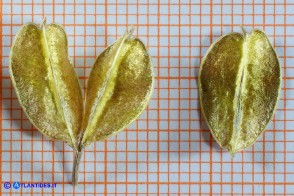 Charybdis undulata (Scilla ondulata): l'interno delle capsule dei fruttiCharybdis undulata (Scilla ondulata): la superficie interna delle capsule