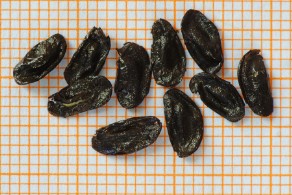 Charybdis undulata (Scilla ondulata): i semi