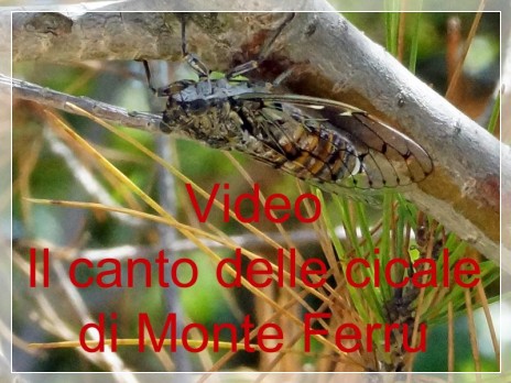 Vai al capitolo VIDEO IL CANTO DELLE CICALE DI MONTE FERRU  Go to section VIDEO IL CANTO DELLE CICALE DI MONTE FERRU