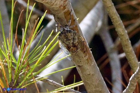 Cicala (Cicada orni)