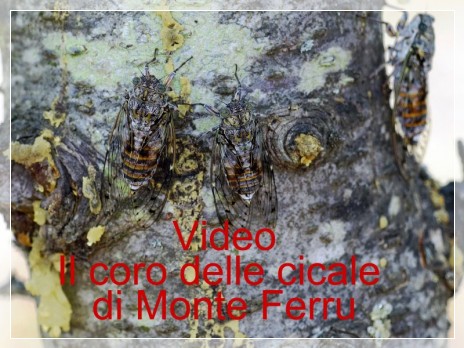 Vai al capitolo VIDEO IL CORO DELLE CICALE DI MONTE FERRU  Go to section VIDEO IL CORO DELLE CICALE DI MONTE FERRU